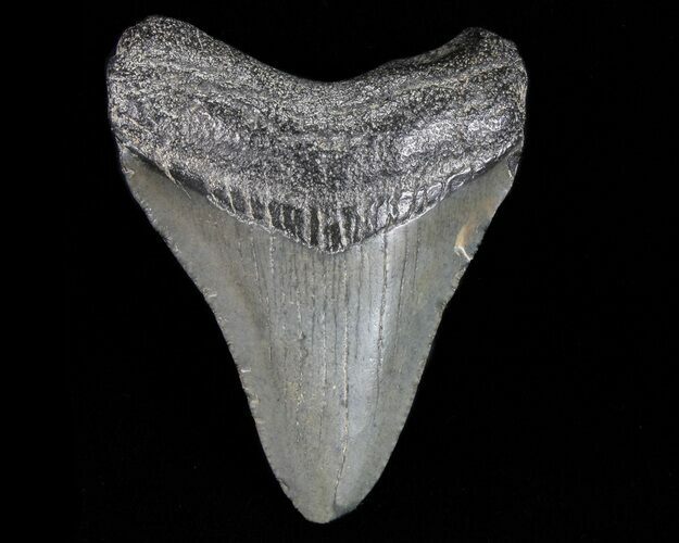 Juvenile Megalodon Tooth - South Carolina #74204